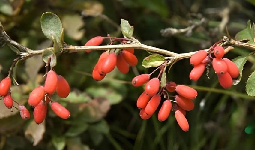 Qué es la Berberina