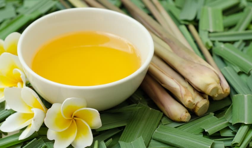 Para qué sirve la citronela