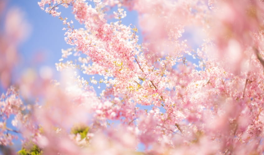 Alergias estacionales